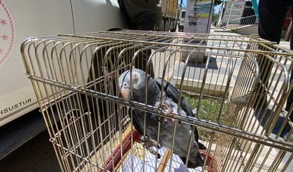 Kırmızı listedeki Afrika Papağanı yakalandı