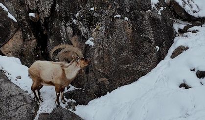 Dağ keçileri dron ile görüntülendi