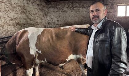 1 tonluk 'Kocaoğlan' alıcısını bekliyor