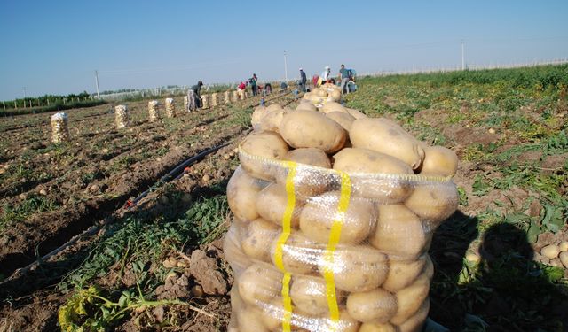 Yazlık patates ekimi yüzde 200 arttı