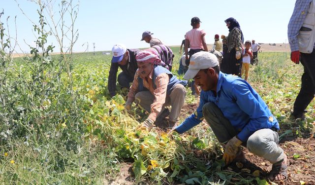 Niğde’de fasulye hasadı başladı