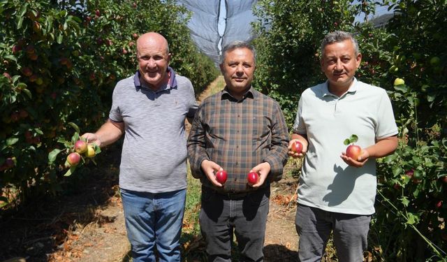 Türkiye'nin elma kenti Niğde'de hasat devam ediyor