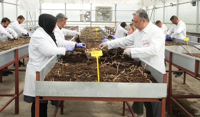 Niğde’den dünyaya 10 yerli ve milli patates çeşidi kazandırıldı