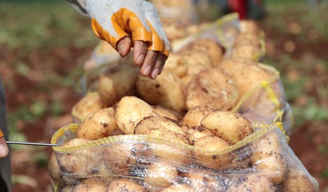 Ağustosta en çok ucuzlayan ürün patates oldu