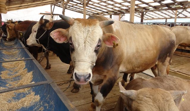 Uzmanından 'Deli dana' uyarısı