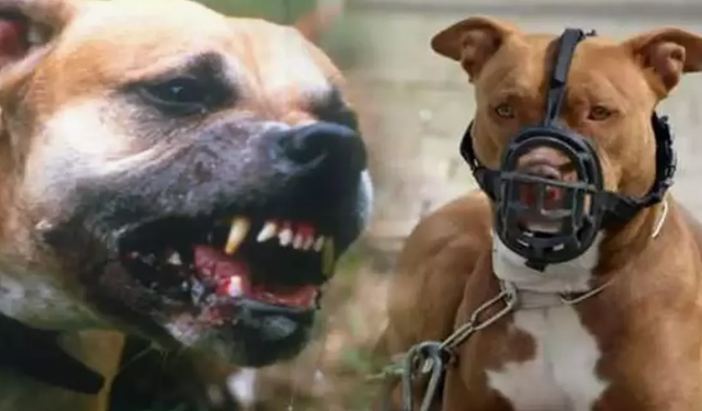 Niğde’de İki Öğrenci Pitbull Saldırısında Yaralandı