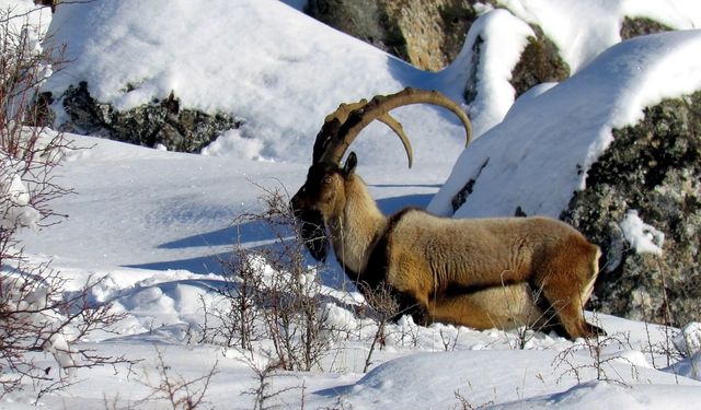 Sessizce Çoğaldılar