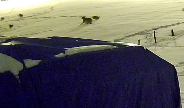 Sivas'ta kurtların saldırdığı köpeğin acı sonu!