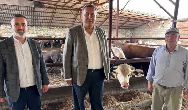 Gürer: “Süt para etmezse üretici mecburen ineğini kesime gönderir”
