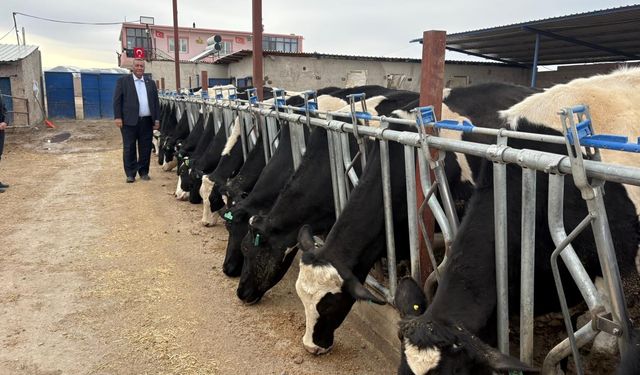 Gürer: “Büyükbaş hayvan varlığı konusunda TÜİK yanıltıldı mı?”