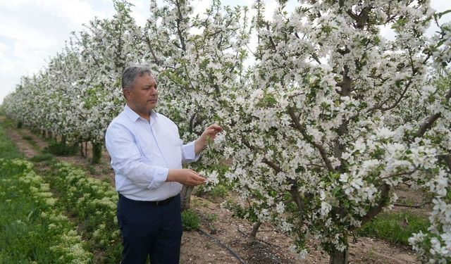 Kaplan: “Elmalar depolandı, ucuza satılmak istenmiyor“