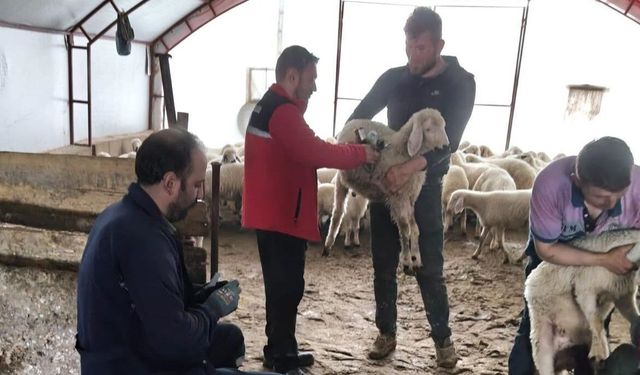 Bor’da Küçükbaş Hayvan Islahı Projesi devam ediyor