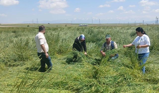 İki Beldede Tarımsal Afet incelemesi