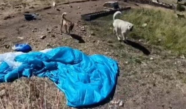 BASE Jump sporcusuna çoban köpekleri saldırdı
