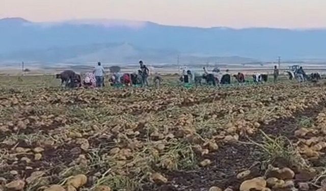 ‘Nahita’ Gaziantep’te rekor verime ulaştı