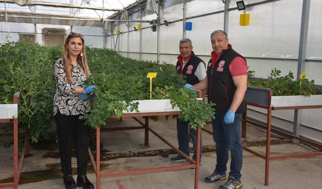 Patates hastalıklarına karşı AR-GE mesaisi