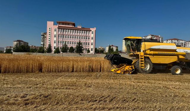 Yerli Buğday TANER'de hasat başladı