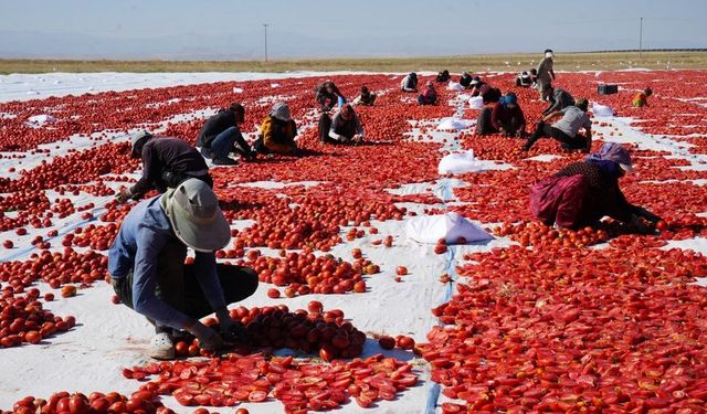 Kurutulan Niğde domatesi dünya sofralarına ulaşıyor
