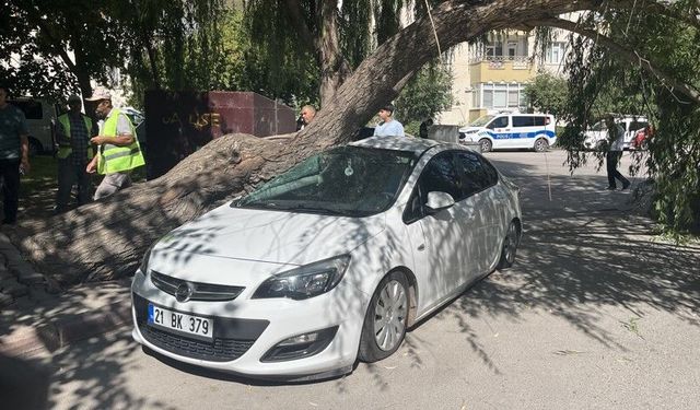 Park halindeki otomobilin üzerine ağaç devrildi