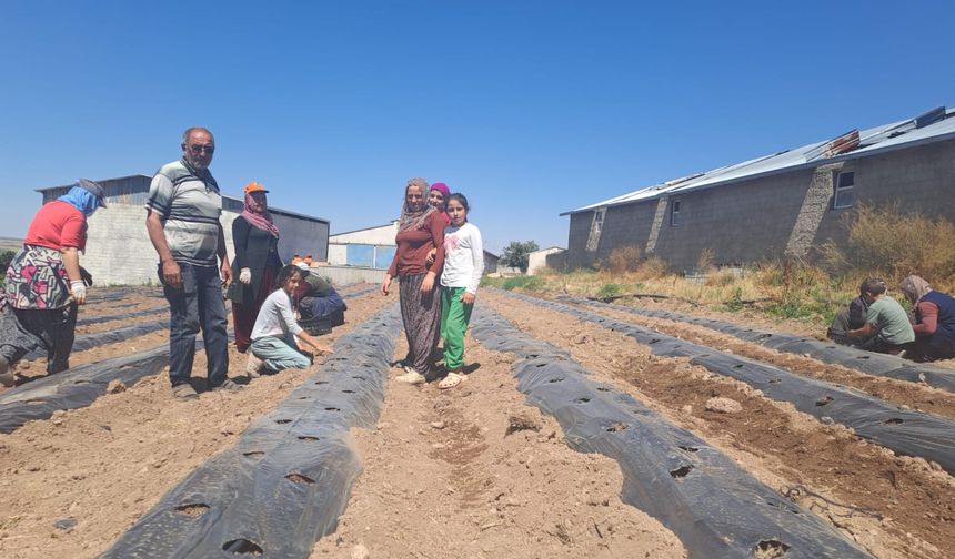 Çilek Tadında Projeyi Çok Seveceksiniz