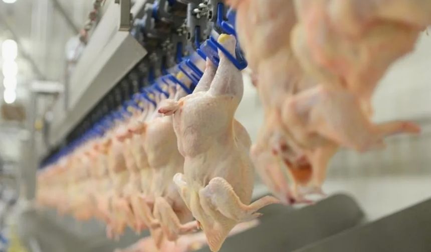 Tavuk eti üretimi Ekim ayında yüzde 8,1 oranında arttı