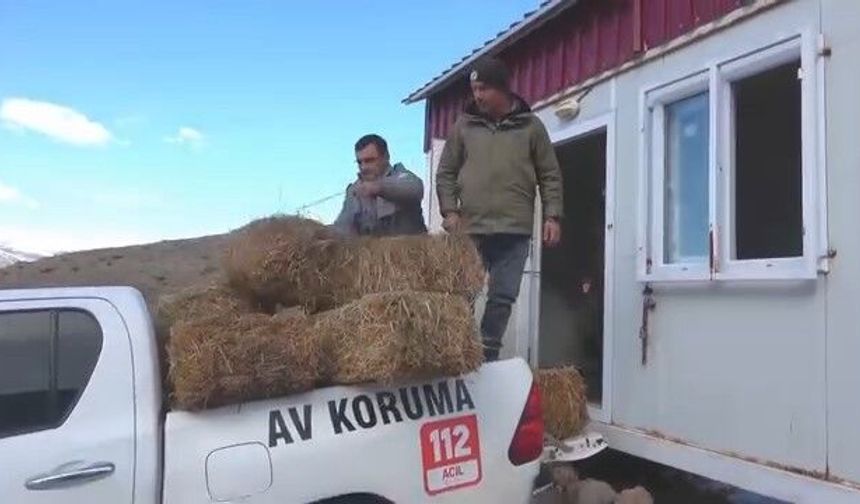 Demirkazık'ta yemleme çalışmaları