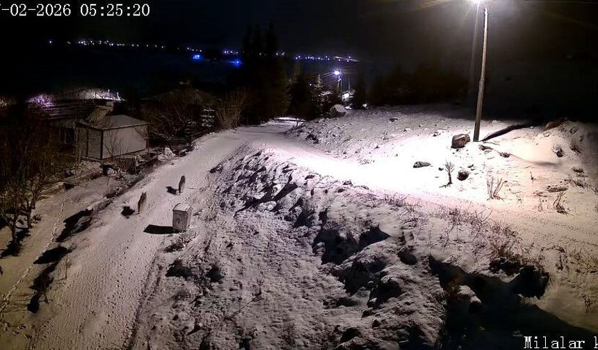 Aç kalan kurtlar köye indi !