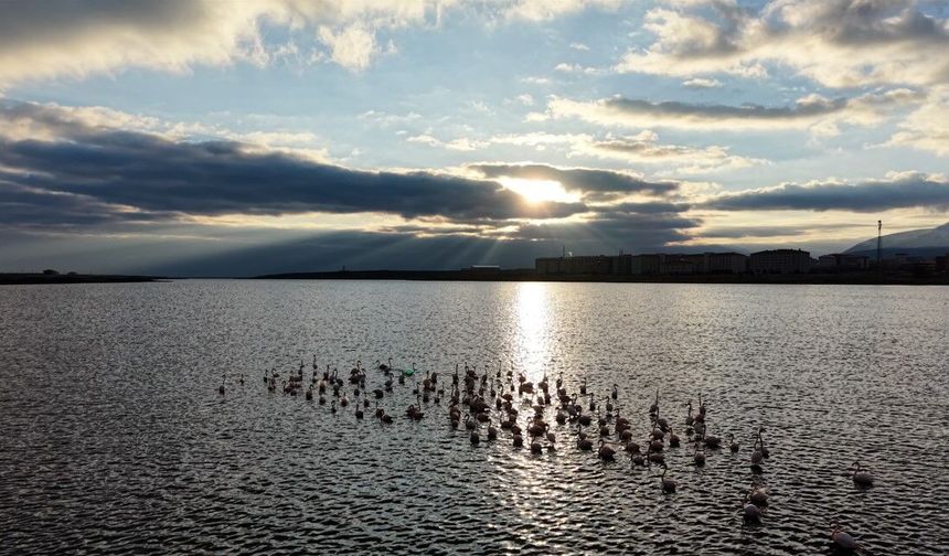 Akkaya Barajı'nda flamingo şöleni başladı