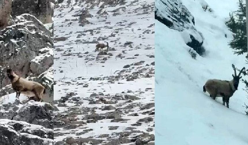 Aladağlar’da yaban hayatı görüntülendi