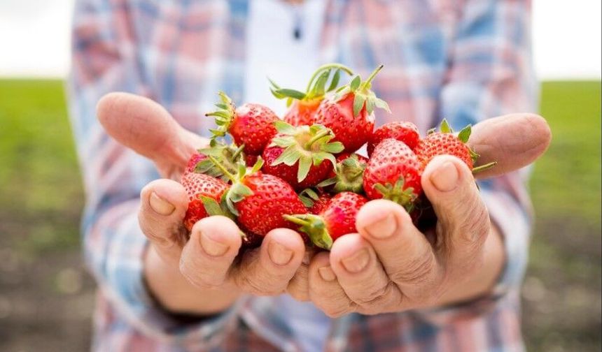 Çilek Yetiştiriciliği Projesi başlıyor