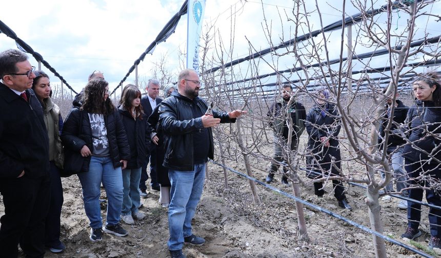 Meyve ağaçlarında doğru budama yöntemleri öğretildi