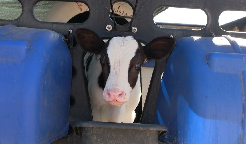 Kiledere’de şap karantinası