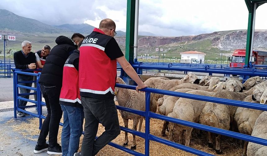 Bor Hayvan Pazarında Kurban mesaisi