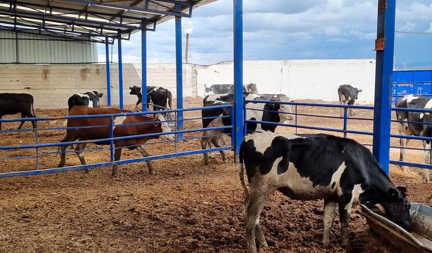 Kurban kesim alanları belirlendi