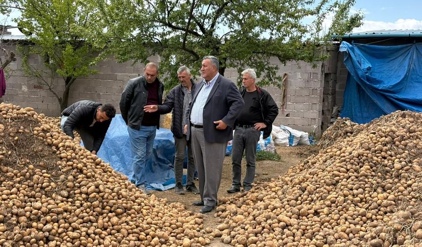 Gürer: ”Binlerce ton patates hayvan yemi oldu”
