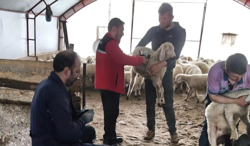 Bor’da Küçükbaş Hayvan Islahı Projesi devam ediyor