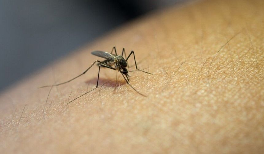 Sivrisinek kaynaklı chikungunya virüsüne karşı uyarı