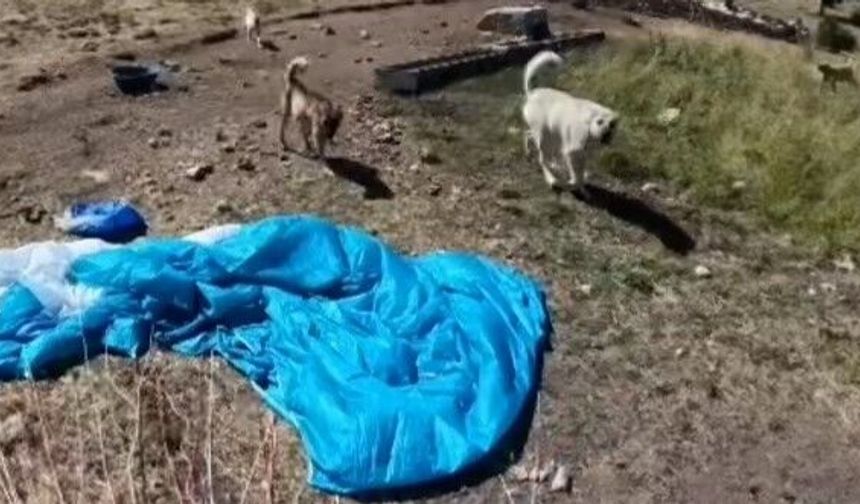 BASE Jump sporcusuna çoban köpekleri saldırdı
