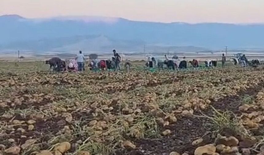 ‘Nahita’ Gaziantep’te rekor verime ulaştı
