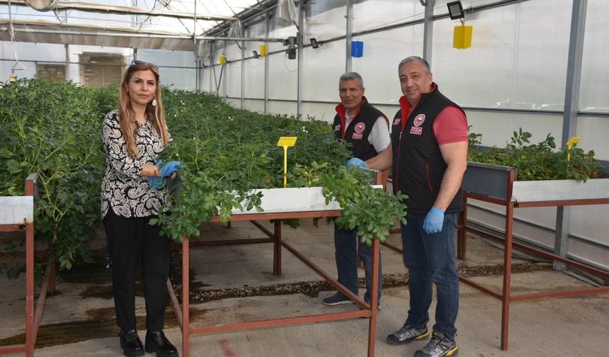 Patates hastalıklarına karşı AR-GE mesaisi