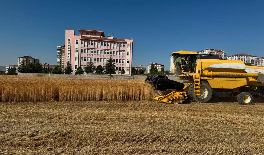 Yerli Buğday TANER'de hasat başladı