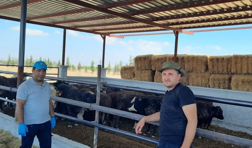Bor'da İthal Sığır Karantinası başladı