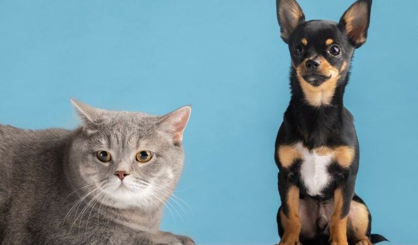 Kedi ve köpek ısırığını da tırmalamasını da hafife almayın