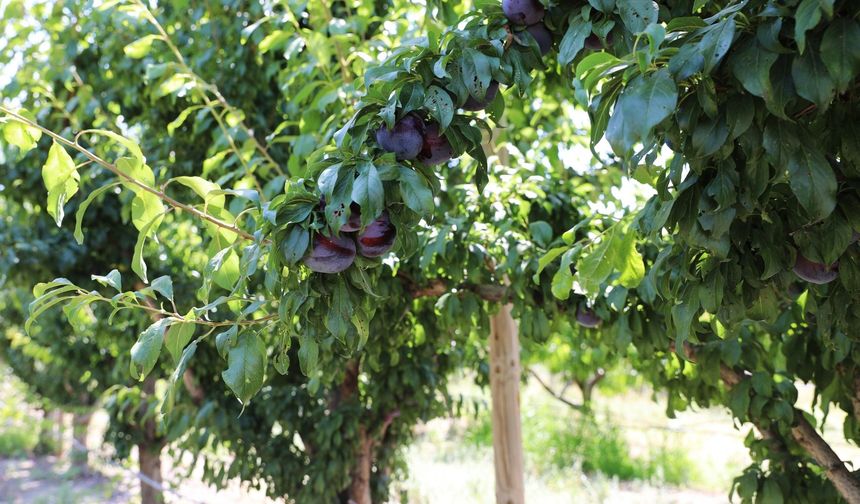 NÖHÜ'de öğrenciler hasat yaptı