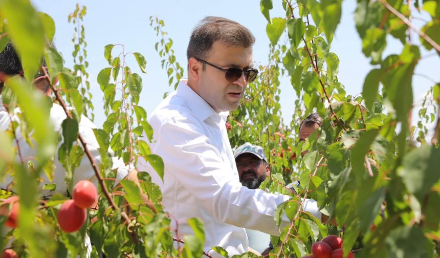Vali Akmeşe Bor'da kayısı hasadına katıldı