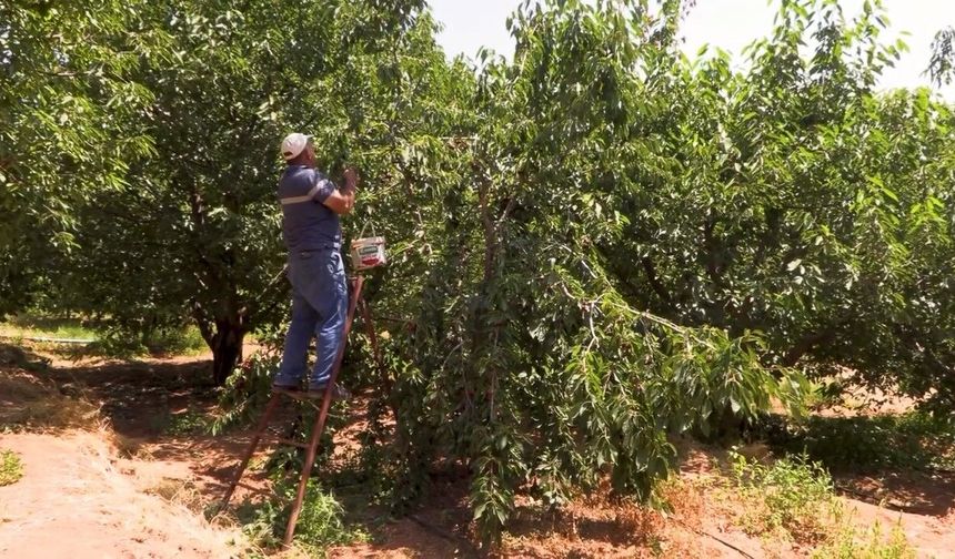 Su tarlaya ulaştı, Emirler ‘de kiraz üretimi arttı