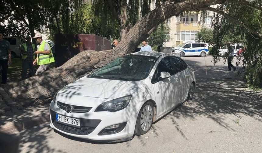 Park halindeki otomobilin üzerine ağaç devrildi