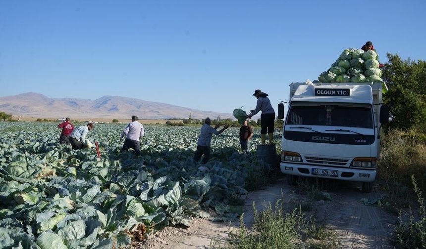 Üreticilerin beyaz lahana hasat mesaisi başladı