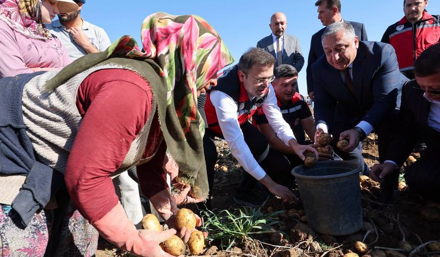 Patateste rekor üretim bekleniyor