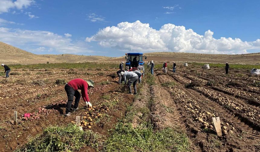 Patates Deneme Hasadı tamamlandı